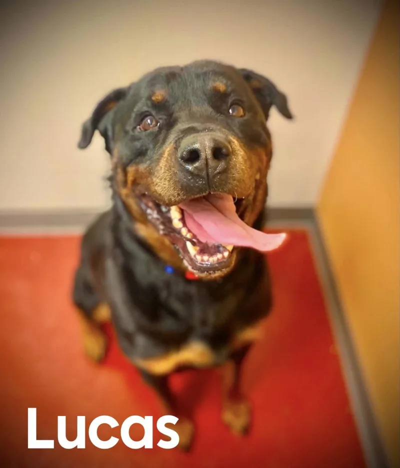 Lucas thumbnail 3