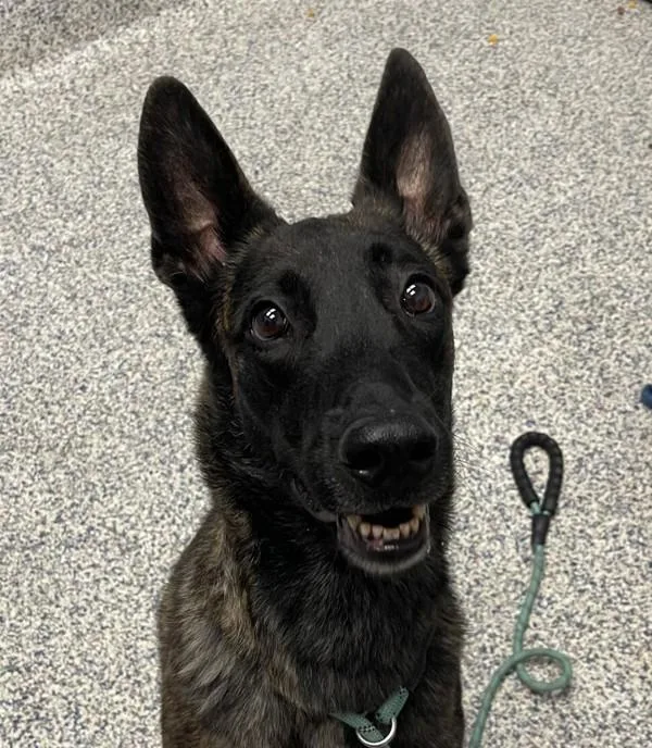 An adult large-sized male Dutch Shepherd dog named Rajah for adoption in Golden, CO