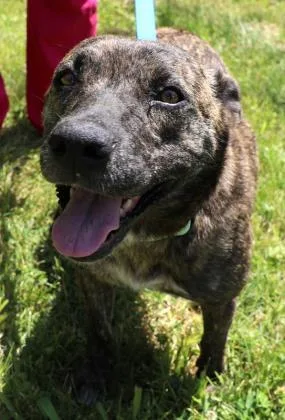 An adult medium-sized female Cattle Dog dog named Jojo for adoption in Morton Grove, IL