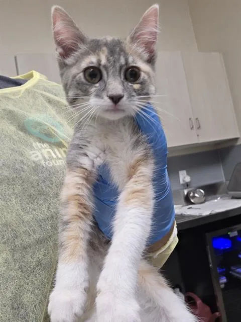 A baby small-sized female Domestic Short Hair cat named A for adoption in Las Vegas, NV