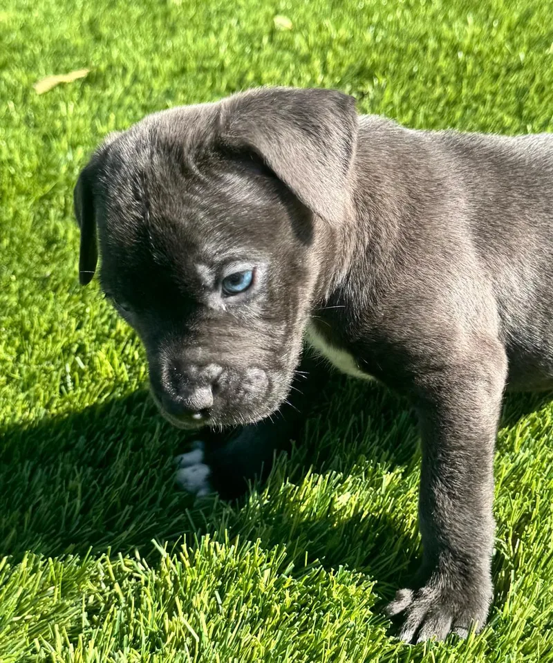 A baby medium-sized male Pit Bull Terrier dog named Johnny for adoption in Amity, OR