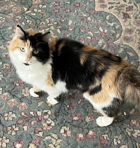 Kamie