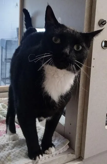 An adult medium-sized male Domestic Short Hair cat named Buddy for adoption in Palm Coast, FL