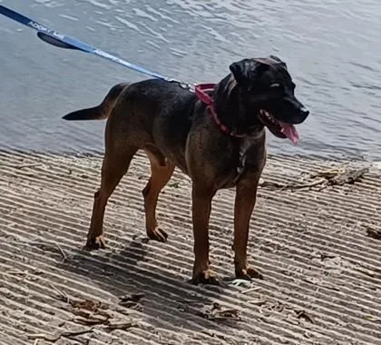 An adult large-sized male Black Mixed Breed dog named Brisket for adoption in Kansas City, MO