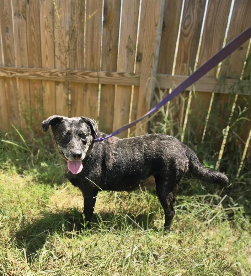 An adult large-sized male Labrador Retriever dog named Carface Carruthers for adoption in Jackson, MS
