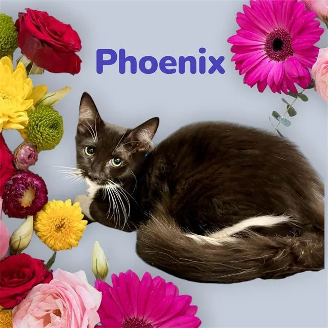Phoenix
