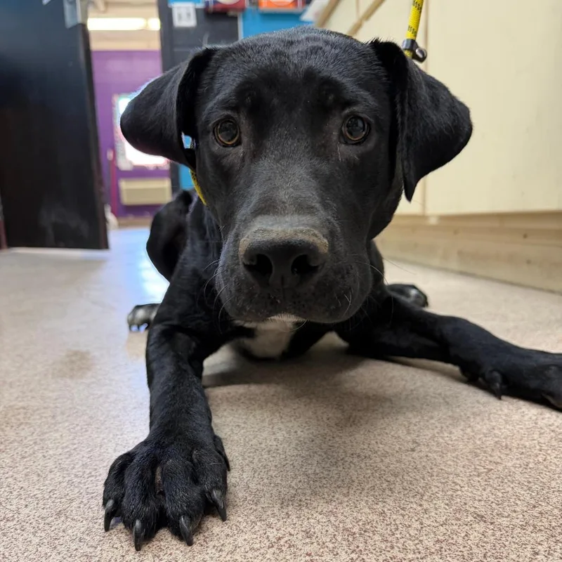 A young medium-sized male Black Labrador Retriever dog named Smokey for adoption in Ardmore, OK