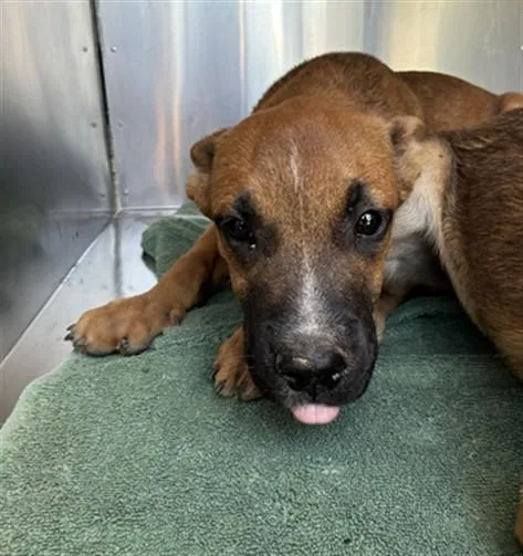 A baby large-sized male Pit Bull Terrier dog named Edamame for adoption in Phoenix, AZ