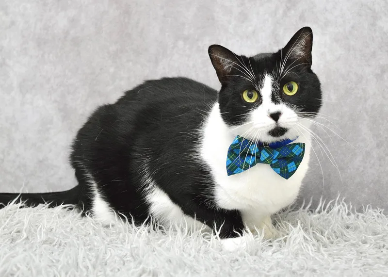 An adult large-sized male Black & White / Tuxedo Domestic Short Hair cat named Azul for adoption in Dublin, CA