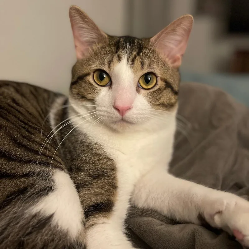 An adult large-sized male Brown / Chocolate Domestic Short Hair cat named Tigger for adoption in Saint Charles, MO