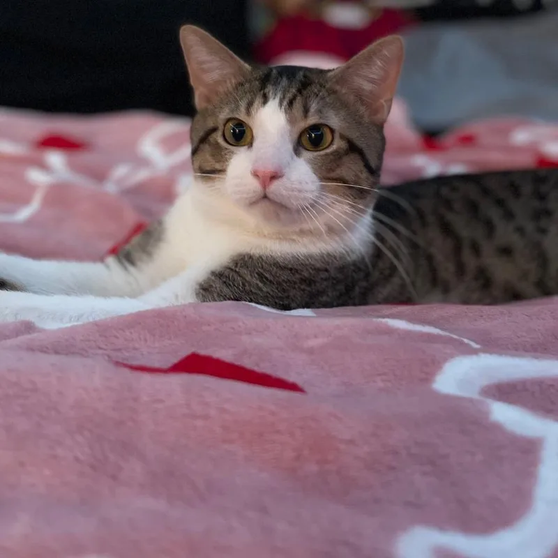 Tigger thumbnail 4