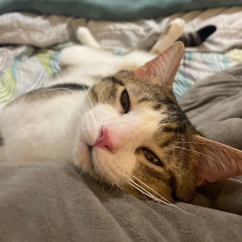 Tigger thumbnail 5