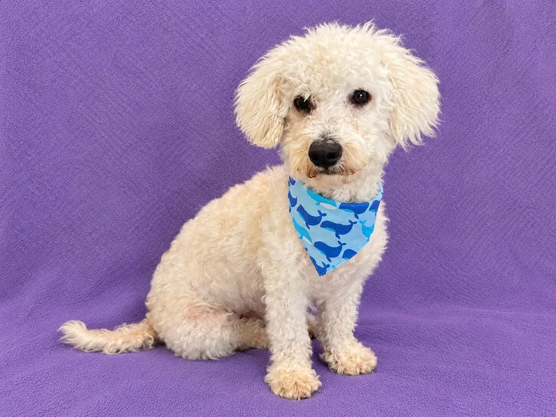 A young small-sized male White / Cream Bichon Frise dog named Sully for adoption in Lodi, CA