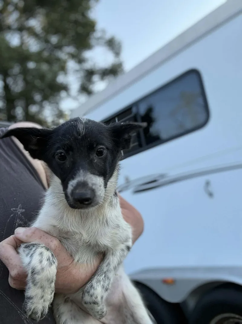 A baby small-sized female Lancashire Heeler dog named Tangerine for adoption in Havertown, PA