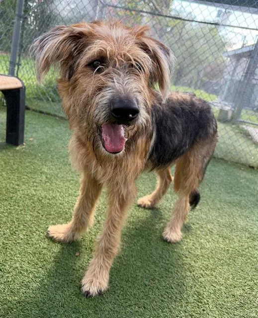 An adult large-sized male Mixed Breed dog named Carl for adoption in Columbia, SC