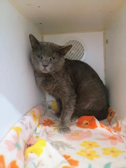 An adult small-sized male Domestic Short Hair cat named Timmy for adoption in Beatrice, NE