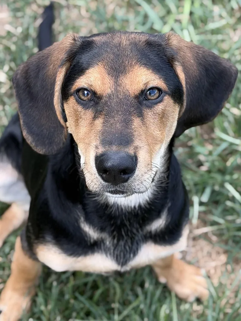 A baby large-sized male Black Hound dog named Badger for adoption in Monroe, OH