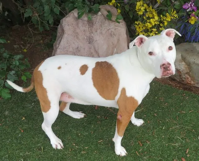 An adult large-sized female Pit Bull Terrier dog named Coconut for adoption in Oklahoma City, OK