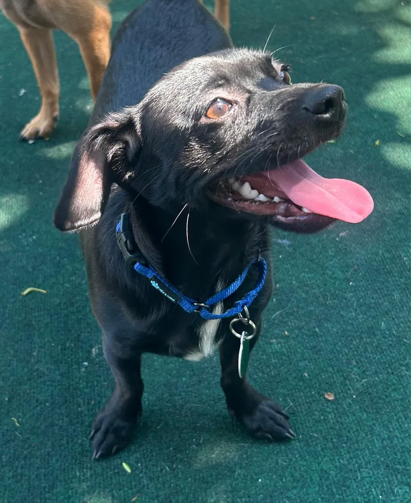 A young small-sized male Chihuahua dog named Tray for adoption in Lake Worth, FL