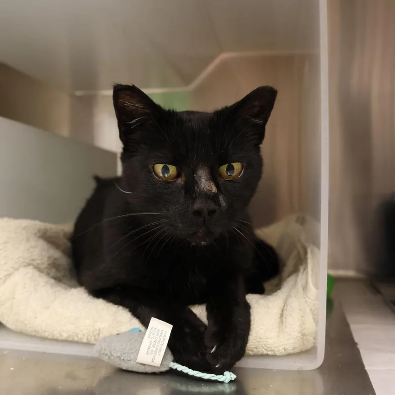 A senior medium-sized female Domestic Short Hair cat named Esme for adoption in Santa Barbara, CA