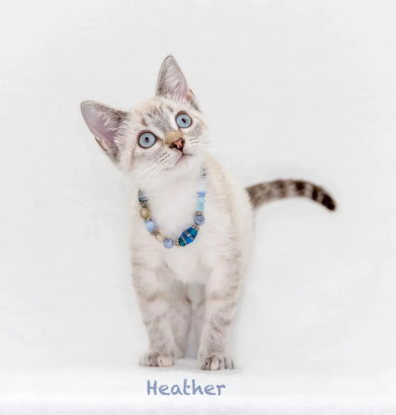A baby small-sized female Domestic Short Hair cat named Heather for adoption in Hot Springs Village, AR