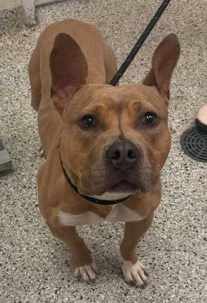 A young large-sized male Yellow / Tan / Blond / Fawn Pit Bull Terrier dog named Dalton for adoption in Kansas City, MO