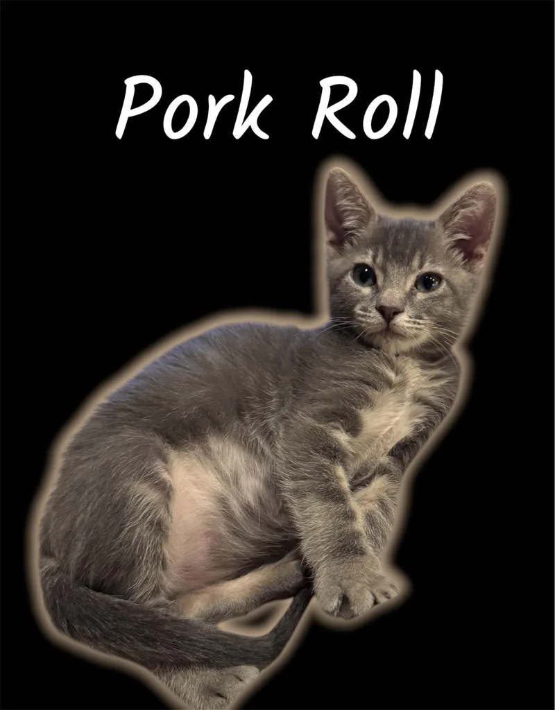 A baby small-sized male Tabby (Gray / Blue / Silver) Domestic Short Hair cat named Pork Roll for adoption in Auburn, CA