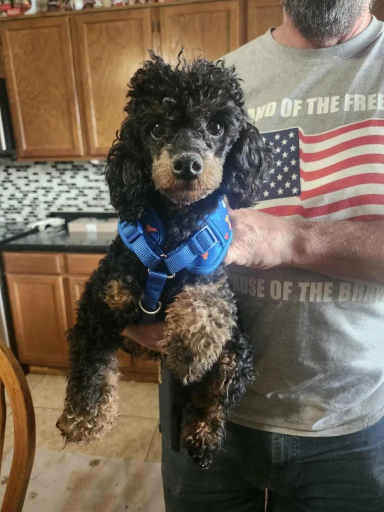 A young small-sized male Poodle dog named Parker for adoption in Mesa, AZ
