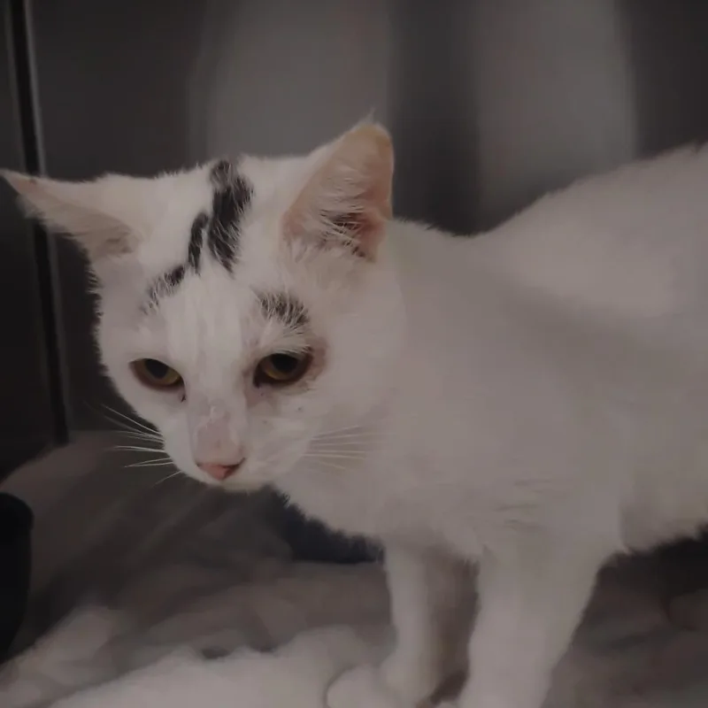 A young medium-sized male White Domestic Short Hair cat named Calvin for adoption in Fort Smith, AR