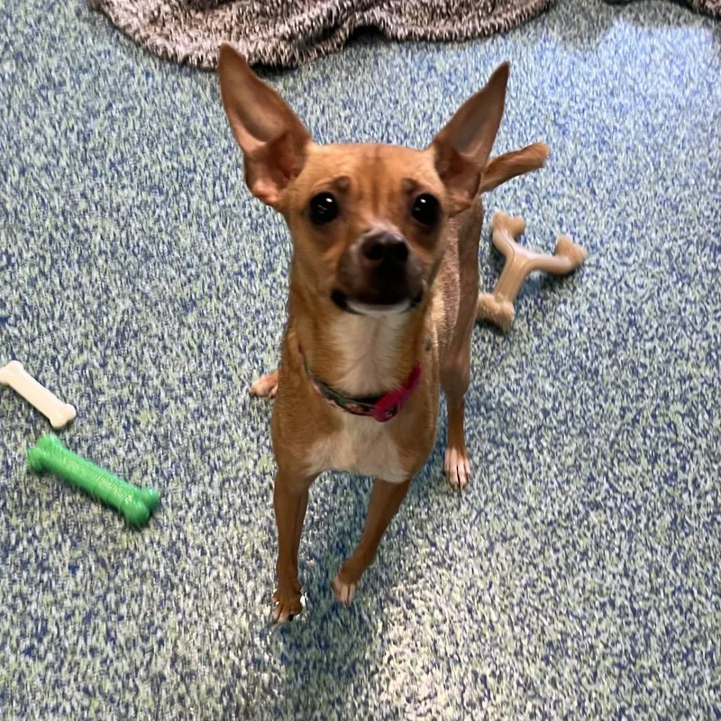 A young small-sized female Yellow / Tan / Blond / Fawn Mixed Breed dog named Treasure for adoption in Naples, FL