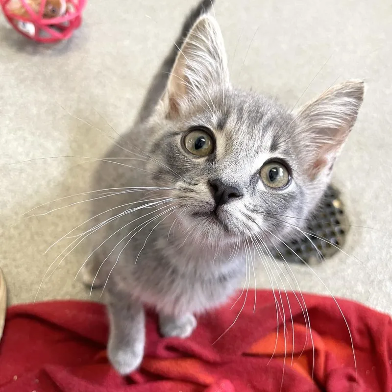 Strike A Pose thumbnail 2