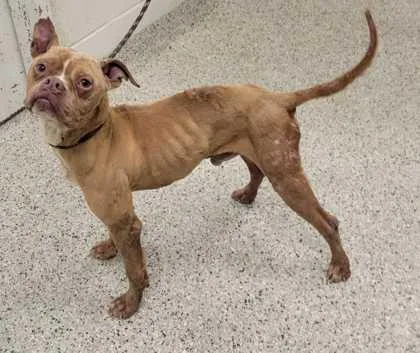 An adult medium-sized male Brown / Chocolate Pit Bull Terrier dog named Bizzy for adoption in Kansas City, MO