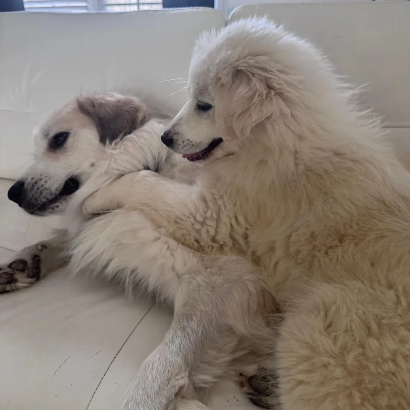 Cece Hamill thumbnail 2