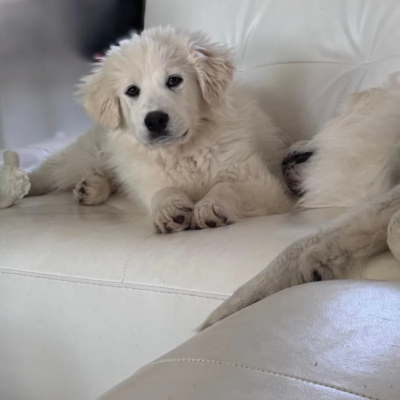 Cece Hamill thumbnail 3