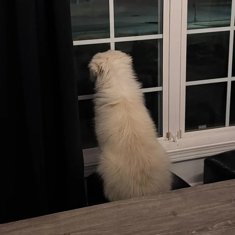 Cece Hamill thumbnail 4