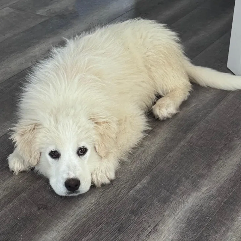 Cece Hamill thumbnail 5