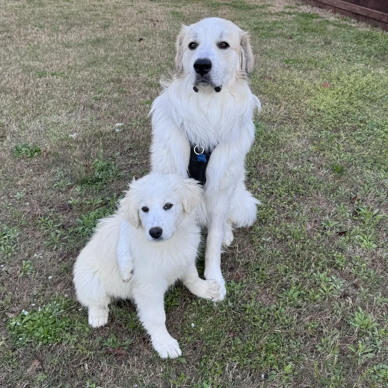 Cece Hamill thumbnail 6