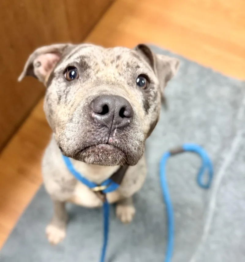 An adult medium-sized female Merle (Blue) Pit Bull Terrier dog named Galaxy for adoption in Petersburg, VA