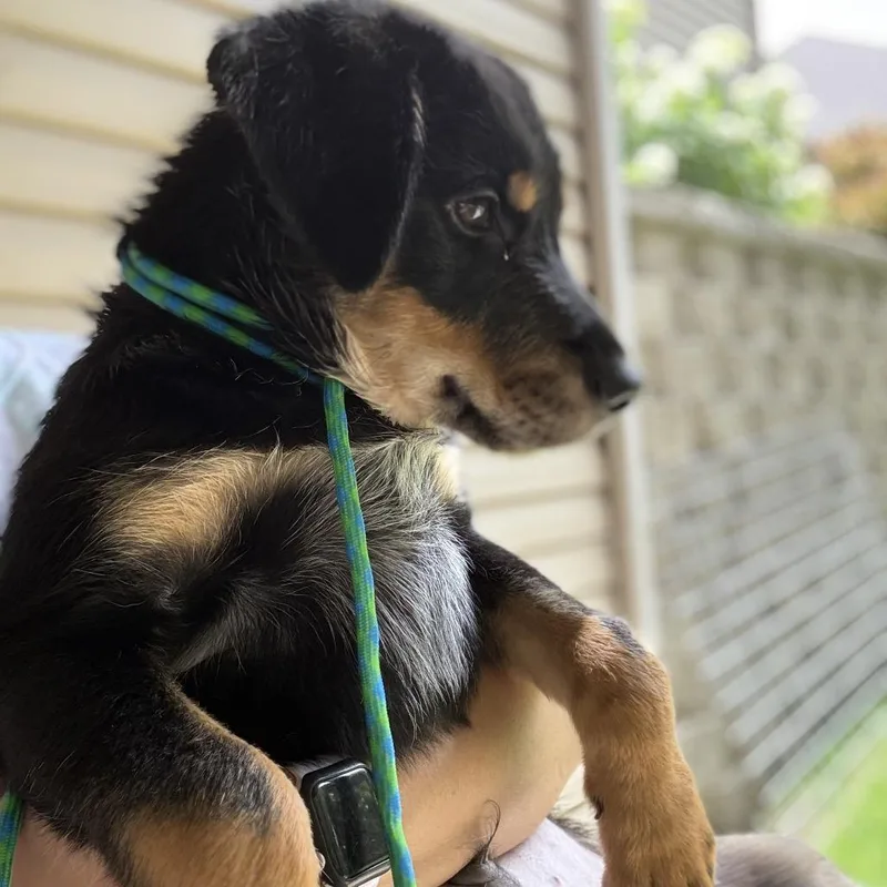 A baby small-sized male Black Golden Retriever dog named Mercury for adoption in Rochester, MN