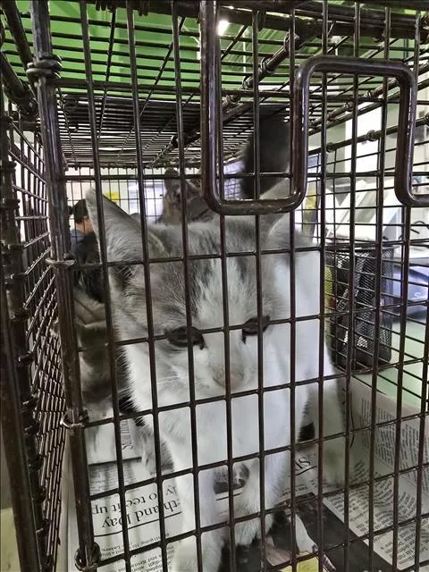 A baby small-sized female Domestic Short Hair cat named Pooh for adoption in Los Angeles, CA