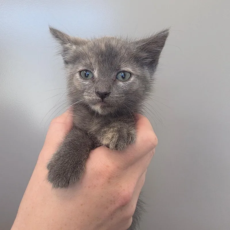 A baby small-sized female Gray / Blue / Silver Domestic Short Hair cat named Agate for adoption in Sand Springs, OK