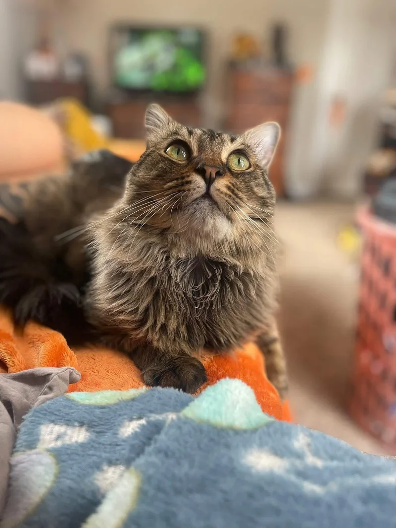 An adult medium-sized male Tabby (Buff / Tan / Fawn) Domestic Long Hair cat named Edwin for adoption in New Britain, CT