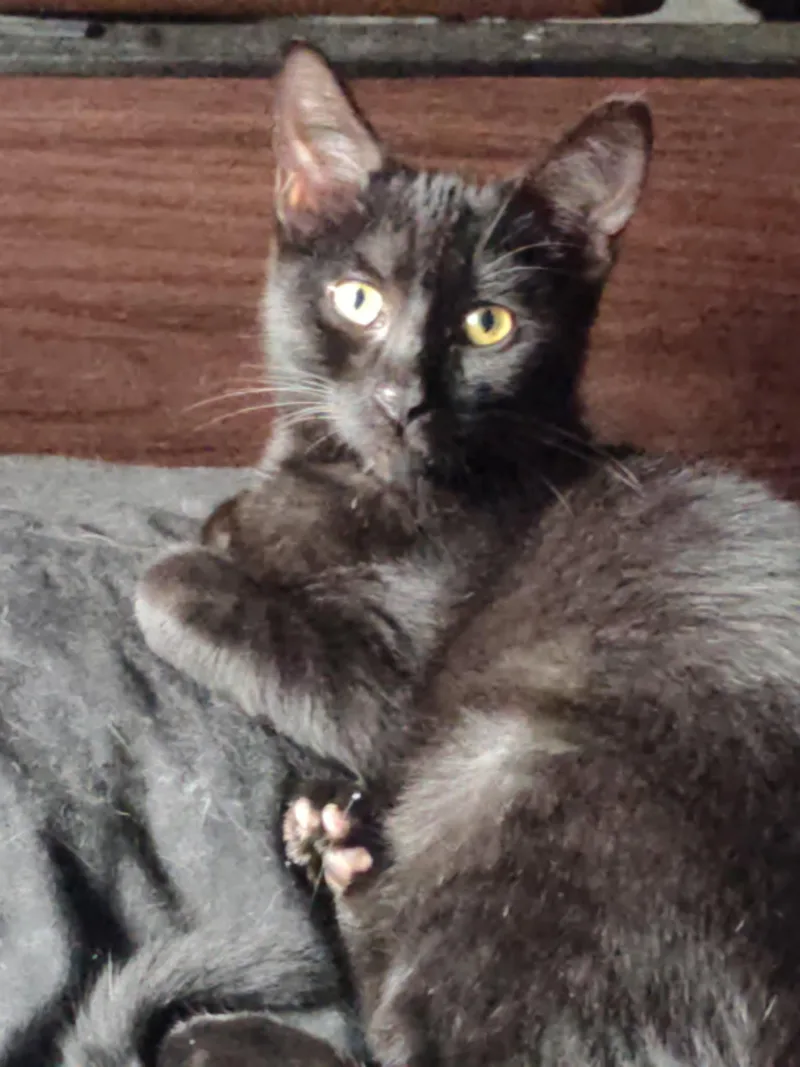 A baby medium-sized male Black Domestic Short Hair cat named Blu for adoption in Walled Lake, MI