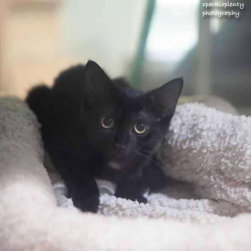 A baby medium-sized female Black Domestic Short Hair cat named Scarlett for adoption in Ridgefield, CT
