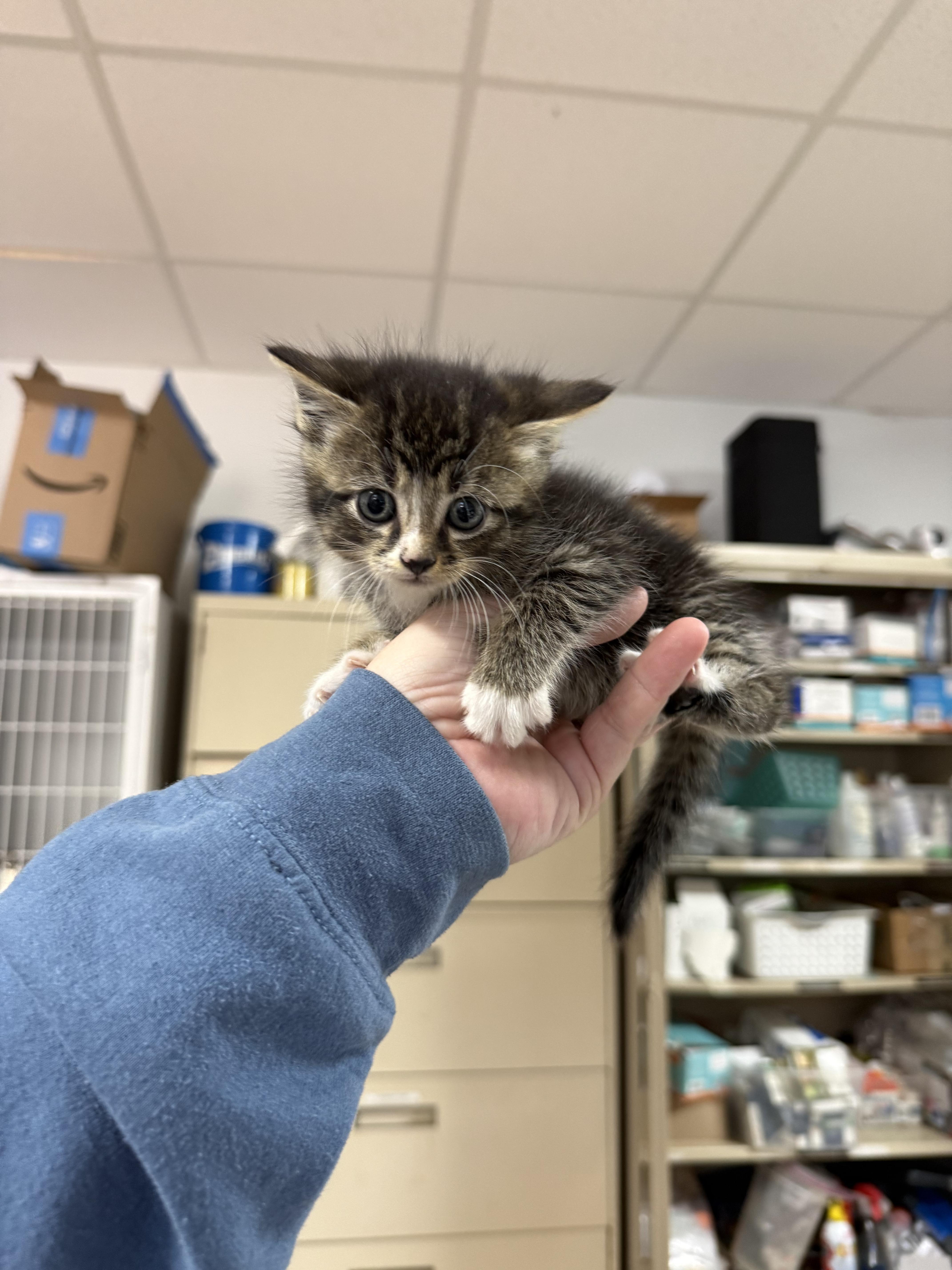A baby medium-sized female Tabby (Brown / Chocolate) Tabby cat named Lovebomb for adoption in Columbia, SC