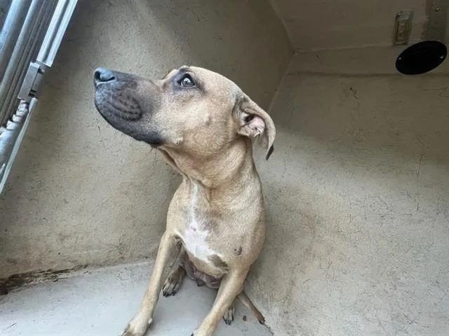 A young large-sized female Pit Bull Terrier dog named Buffy for adoption in Oklahoma City, OK