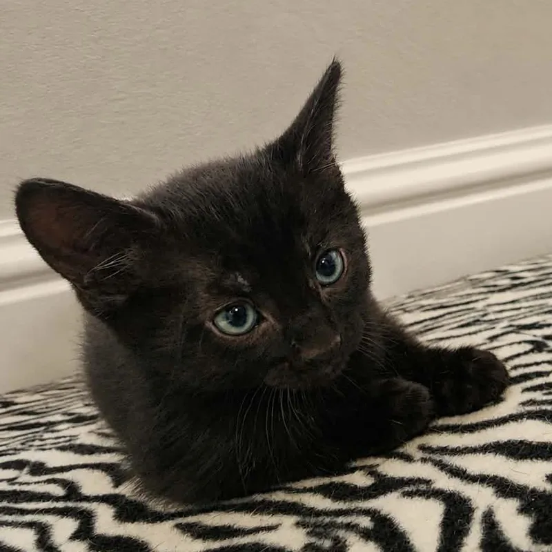 A baby small-sized male Black Domestic Short Hair cat named Mel $ for adoption in Milwaukee, WI