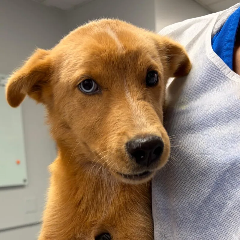 A baby medium-sized female Yellow / Tan / Blond / Fawn Mixed Breed dog named Blair for adoption in Greenville, SC