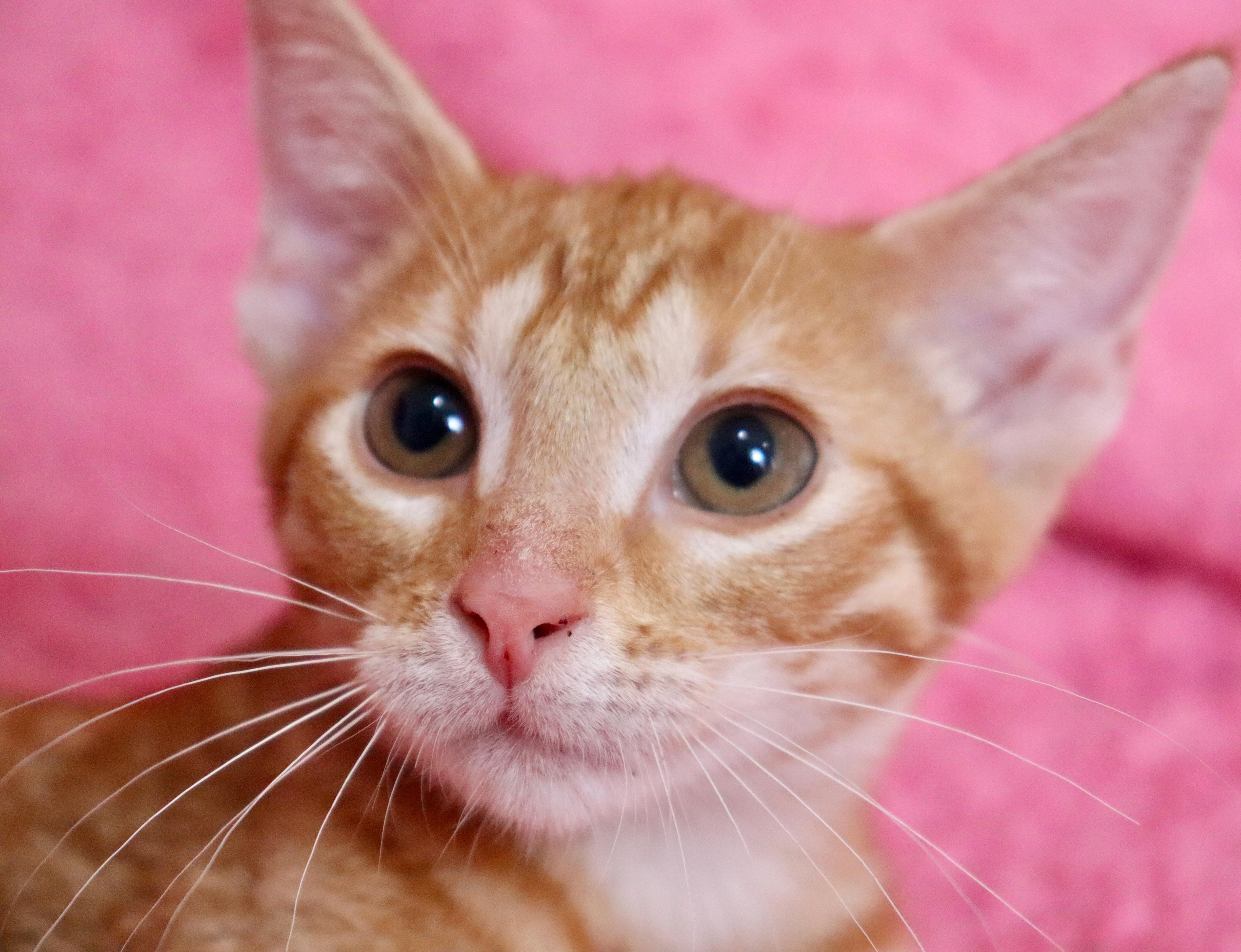 A baby medium-sized female Tabby (Orange / Red) Tabby cat named Molly for adoption in Saint Augustine, FL
