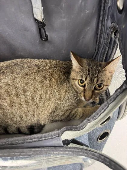 An adult small-sized female Brown / Chocolate Domestic Short Hair cat named Rosie the Riveter for adoption in Kansas City, MO